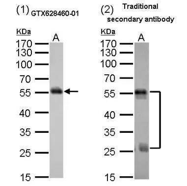 Mouse anti-Rat heavy chain antibody Comparison of western blot analysis with mouse anti-Rat heavy chain antibody (GTX628460-01 diluted at 1:5000) (1) and traditional secondary antibody (GTX224125-01 diluted at 1:5000) (2). A. 2 ug denature rat IgG