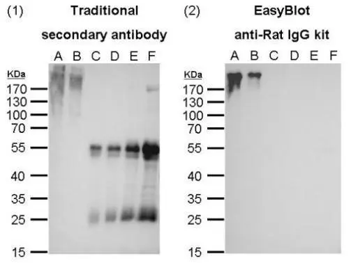 EasyBlot anti-Rat IgG (HRP) Comparison of western blot analysis with traditional secondary antibody (GTX224125-01 diluted at 1:10000) and EasyBlot anti-Rat IgG kit (GTX628474-01 diluted at 1:2000).