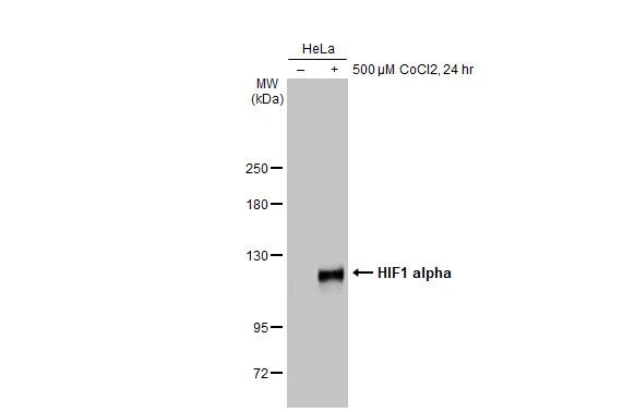 Anti-HIF1 alpha antibody [GT10211] (GTX628480) | GeneTex