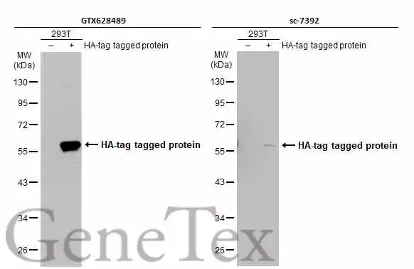 国内初の直営店 Anti-HA tag GeneTex | (GTX628489) [GT423] antibody 鉄道模型