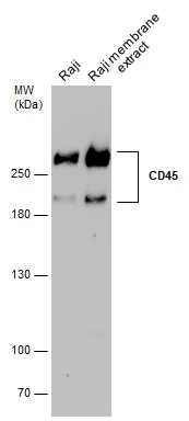 CD45RA antibody [GT0014]