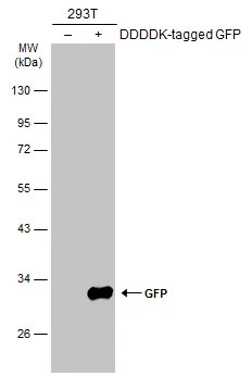 Non-transfected (�) and transfected (+) 293T whole cell extracts (5 ug) were separated by 5% SDS-PAGE,and the membrane was blotted with GFP antibody [GT859] (GTX628528) diluted at 1:5000.
