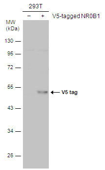 V5 tag antibody [GT1071] immunoprecipitates V5-fused protein in IP experiments.