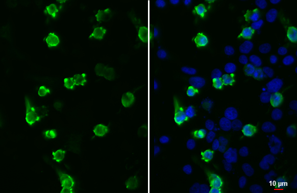 V5 tag antibody [GT1071]