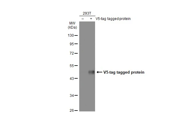 V5 tag antibody [GT1071]