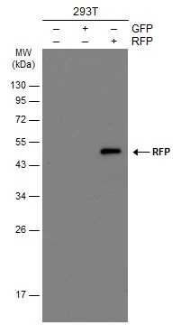 RFP antibody [GT1610]