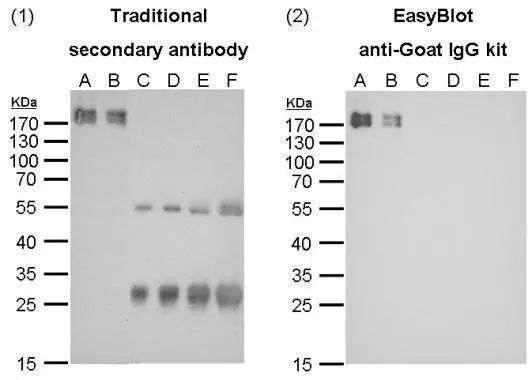 EasyBlot anti-Goat IgG (HRP) Comparison of western blot analysis with traditional secondary antibody (GTX228416-01 diluted at 1:5000) and EasyBlot anti-Goat IgG kit (GTX628547-01 diluted at 1:2000).