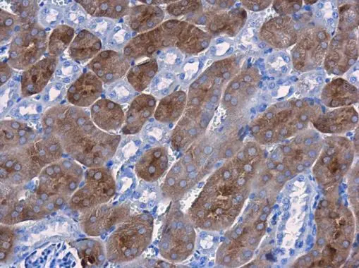 CBS antibody [GT519] detects CBS protein at cytoplasm in mouse kidney by immunohistochemical analysis. Sample: Paraffin-embedded mouse kidney. CBS antibody [GT519] (GTX628777) diluted at 1:250. 
 Antigen Retrieval: Citrate buffer, pH 6.0, 15 min
