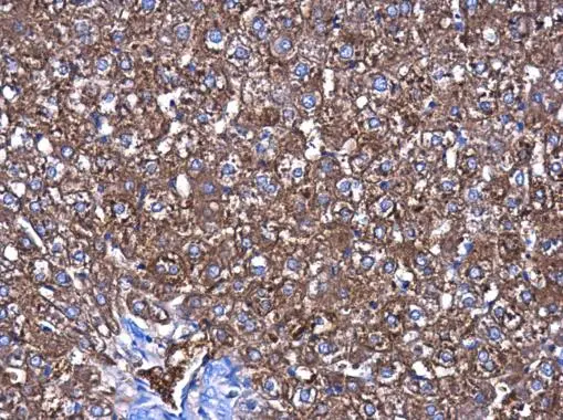 CBS antibody [GT519] detects CBS protein at cytoplasm in rat liver by immunohistochemical analysis. Sample: Paraffin-embedded rat liver. CBS antibody [GT519] (GTX628777) diluted at 1:250. 
 Antigen Retrieval: Citrate buffer, pH 6.0, 15 min