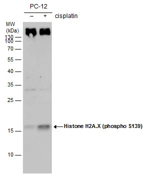 書49 APC anti-human CD274 B7-H1, PD-L1 Antibody anti-CD274 - 29E.2A3