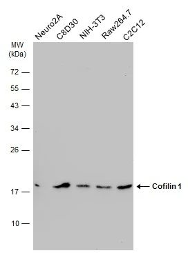 Various whole cell extracts (30 μg) were separated by 12% SDS-PAGE, and the membrane was blotted with Cofilin 1 antibody [GT567] (GTX628804) diluted at 1:1000. The HRP-conjugated anti-mouse IgG antibody (GTX213111-01) was used to detect the primary antibody.