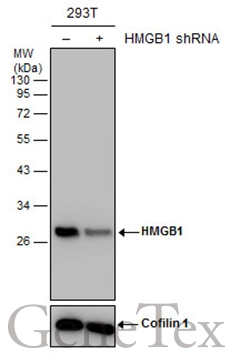 Non-transfected (–) and transfected (+) 293T whole cell extracts (30 μg) were separated by 12% SDS-PAGE, and the membrane was blotted with HMGB1 antibody [GT383] (GTX628834) diluted at 1:2000. The HRP-conjugated anti-mouse IgG antibody (GTX213111-01) was used to detect the primary antibody.