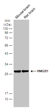 Various tissue extracts (50 μg) were separated by 12% SDS-PAGE, and the membrane was blotted with HMGB1 antibody [GT383] (GTX628834) diluted at 1:2000. The HRP-conjugated anti-mouse IgG antibody (GTX213111-01) was used to detect the primary antibody.