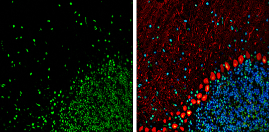 HMGB1 antibody [GT383] detects HMGB1 Protein expression by immunohistochemical analysis. Sample: Frozen-sectioned adult mouse cerebellum. Green: HMGB1 stained by HMGB1 antibody [GT383] (GTX628834) diluted at 1:250. Red: Calbindin, stained by Calbindin antibody (GTX130856) diluted at 1:500. Blue: Fluoroshield with DAPI (GTX30920). 
 Antigen Retrieval: Citrate buffer, pH 6.0, 5 min