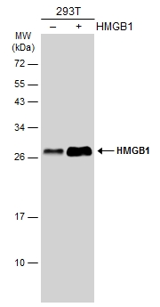 Non-transfected (–) and transfected (+) 293T whole cell extracts (30 μg) were separated by 12% SDS-PAGE, and the membrane was blotted with HMGB1 antibody [GT383] (GTX628834) diluted at 1:3000. The HRP-conjugated anti-mouset IgG antibody (GTX213111-01) was used to detect the primary antibody.
