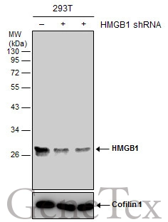 Non-transfected (–) and transfected (+) 293T whole cell extracts (30 μg) were separated by 12% SDS-PAGE, and the membrane was blotted with HMGB1 antibody [GT348] (GTX628835) diluted at 1:2000. The HRP-conjugated anti-mouse IgG antibody (GTX213111-01) was used to detect the primary antibody.