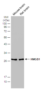 Various tissue extracts (50 μg) were separated by 12% SDS-PAGE, and the membrane was blotted with HMGB1 antibody [GT348] (GTX628835) diluted at 1:2000. The HRP-conjugated anti-mouse IgG antibody (GTX213111-01) was used to detect the primary antibody.