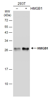 Non-transfected (–) and transfected (+) 293T whole cell extracts (30 μg) were separated by 12% SDS-PAGE, and the membrane was blotted with HMGB1 antibody [GT348] (GTX628835) diluted at 1:3000. The HRP-conjugated anti-mouset IgG antibody (GTX213111-01) was used to detect the primary antibody.