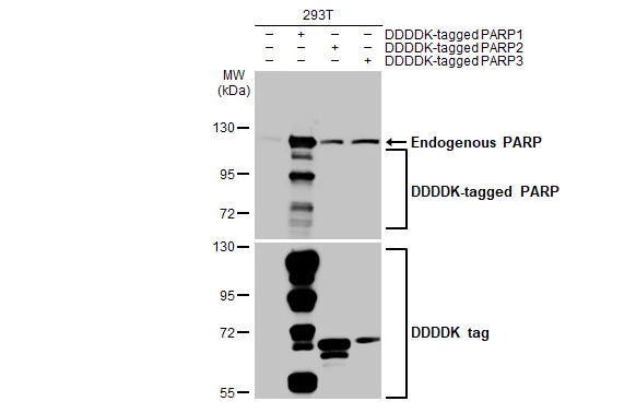 Non-transfected (–) and transfected (+) 293T whole cell extracts (30 μg) were separated by 7.5% SDS-PAGE, and the membrane was blotted with PARP antibody [GT6212] (GTX628836) diluted at 1:10000. The HRP-conjugated anti-mouse IgG antibody (GTX213111-01) was used to detect the primary antibody.