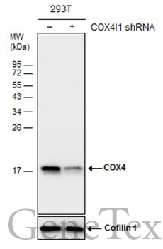 Non-transfected (–) and transfected (+) 293T whole cell extracts (30 μg) were separated by 15% SDS-PAGE, and the membrane was blotted with COX4 antibody [GT6310] (GTX628886) diluted at 1:1500.