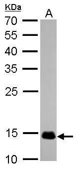 COX4 antibody [GT6310] detects COX4I1 protein by Western blot analysis. A. 50 μg rat muscle lysate/extract 12 % SDS-PAGE COX4 antibody [GT6310] (GTX628886) dilution: 1:1000