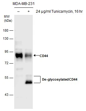 Untreated (�) and treated (+) MDA-MB-231 whole cell extracts (30 ug) were separated by 7.5% SDS-PAGE,and the membrane was blotted with CD44 antibody [GT462] (GTX628895) diluted at 1:1000.