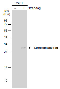 Strep epitope Tag antibody [GT661] immunoprecipitates strep tagged protein in IP experiments.
