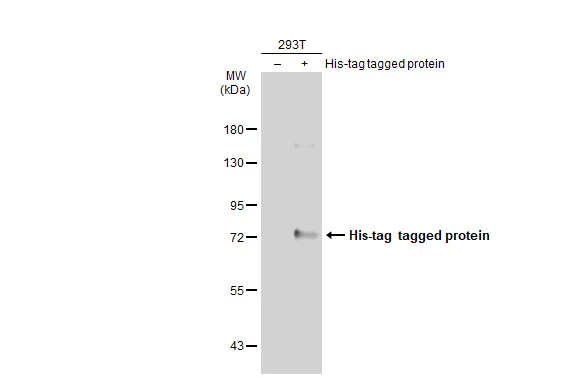 Anti-6X His tag antibody [GT359] (HRP) (GTX628914-01) | GeneTex