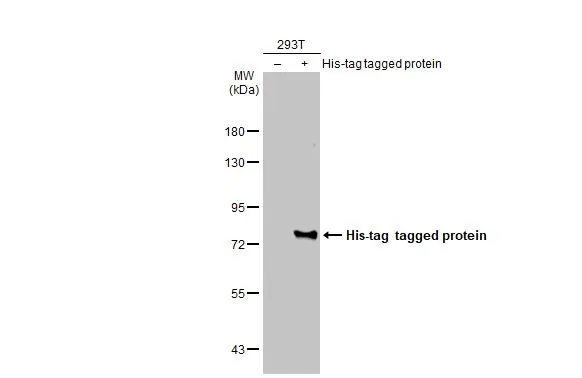 6X His tag antibody [GT161]