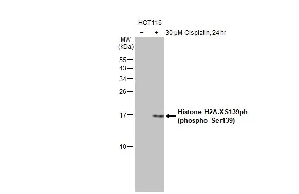 Untreated (–) and treated (+) HCT116 whole cell extracts (30 μg) were separated by 15% SDS-PAGE, and the membrane was blotted with Histone H2A.XS139ph (phospho Ser139) antibody [GT1021] (GTX628996) diluted at 1:1000. The HRP-conjugated anti-mouse IgG antibody (GTX213111-01) was used to detect the primary antibody.