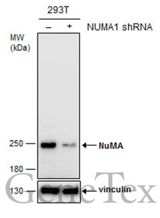 Anti-NuMA antibody [GT3611] (GTX629397) | GeneTex