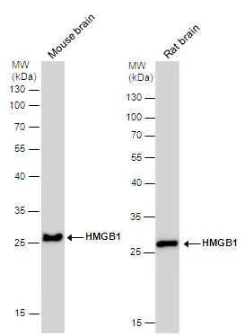 HMGB1 antibody [GT412] detects HMGB1 protein by western blot analysis. Mouse tissue extracts and Rat tissue extracts (50 μg) were separated by 12% SDS-PAGE, and the membrane was blotted with HMGB1 antibody [GT412] (GTX629400) diluted at 1:1000.
