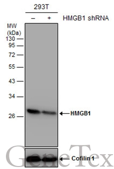 Non-transfected (–) and transfected (+) 293T whole cell extracts (30 μg) were separated by 12% SDS-PAGE, and the membrane was blotted with HMGB1 antibody [GT412] (GTX629400) diluted at 1:3000.
