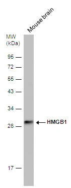 Mouse tissue extract (50 μg) was separated by 12% SDS-PAGE, and the membrane was blotted with HMGB1 antibody (GTX629403) diluted at 1:1000.