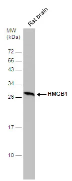 Rat tissue extract (50 μg) was separated by 12% SDS-PAGE, and the membrane was blotted with HMGB1 antibody (GTX629403) diluted at 1:1000.
