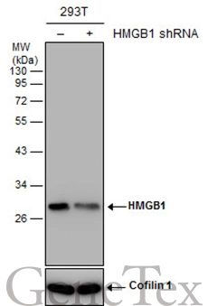 Non-transfected (–) and transfected (+) 293T whole cell extracts (30 μg) were separated by 12% SDS-PAGE, and the membrane was blotted with HMGB1 antibody [GT349] (GTX629403) diluted at 1:5000.