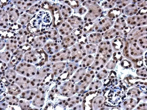 HMGB1 antibody [GT349] detects HMGB1 protein at cytoplasm and nucleus in mouse kidney by immunohistochemical analysis. Sample: Paraffin-embedded mouse kidney. HMGB1 antibody [GT349] (GTX629403) diluted at 1:200. 
 Antigen Retrieval: Citrate buffer, pH 6.0, 15 min