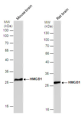 HMGB1 antibody [GT427]