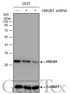 HMGB1 antibody [GT427]