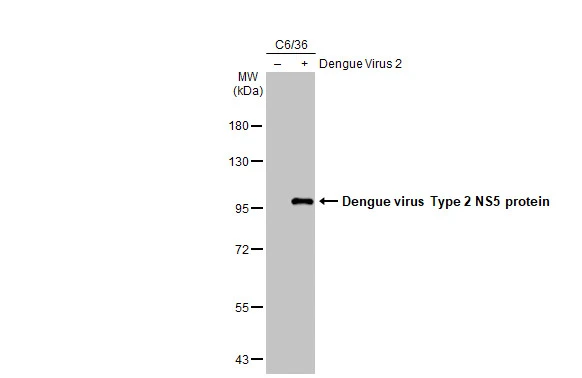 Non-infected (–) and infected (+) C6/36 whole cell extracts (30 μg) were separated by 15% SDS-PAGE, and the membrane was blotted with Dengue virus NS5 protein antibody [GT361] (GTX629447) diluted at 1:5000. The HRP-conjugated anti-mouse IgG antibody (GTX213111-01) was used to detect the primary antibody.