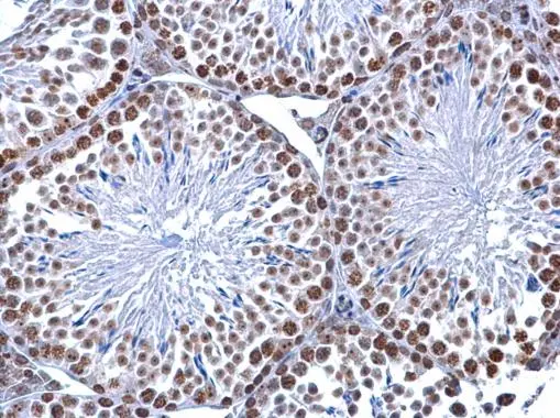 Anti-5-Methylcytosine / 5-mC antibody [GT4111] (GTX629448