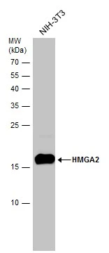 Anti-HMGA2 antibody [GT763] (GTX629478) | GeneTex