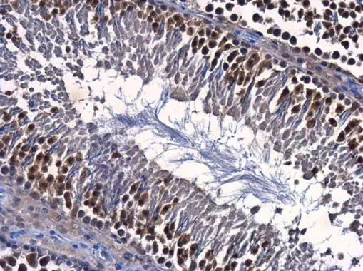 ENY2 antibody [GT245] detects ENY2 protein at nucleus in rat testis by immunohistochemical analysis. Sample: Paraffin-embedded rat testis. ENY2 antibody [GT245] (GTX629542) diluted at 1:250. 
 Antigen Retrieval: Citrate buffer, pH 6.0, 15 min