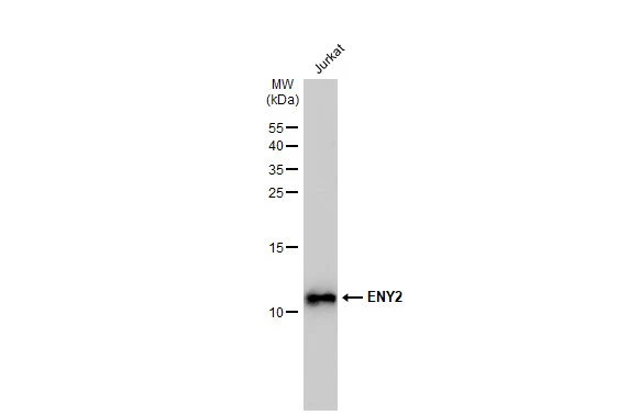 Whole cell extract (30 μg) was separated by 15% SDS-PAGE, and the membrane was blotted with ENY2 antibody [GT245] (GTX629542) diluted at 1:1000. The HRP-conjugated anti-mouse IgG antibody (GTX213111-01) was used to detect the primary antibody.
