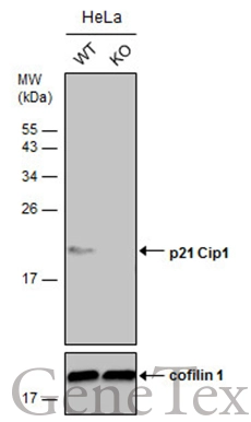 Wild-type (WT) and p21 Cip1 knockout (KO) HeLa cell extracts (30 μg) were separated by 15% SDS-PAGE, and the membrane was blotted with p21 Cip1 antibody [GT8611] (GTX629627) diluted at 1:500. The HRP-conjugated anti-mouse IgG antibody (GTX213111-01) was used to detect the primary antibody, and the signal was developed with Trident ECL plus-Enhanced.