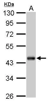 Beta Actin antibody [GT5512] detects beta Actin protein by western blot analysis. A. 30 ug drosophila lysate/extract 10% SDS-PAGE Beta Actin antibody [GT5512] (GTX629630).
