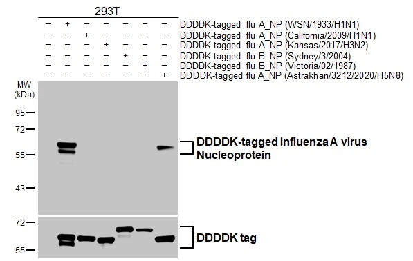 Anti-Influenza A virus Nucleoprotein antibody [GT1236] (GTX629633