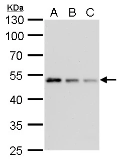 gamma Tubulin antibody [GT4511] detects gamma Tubulin protein by Western blot analysis.
