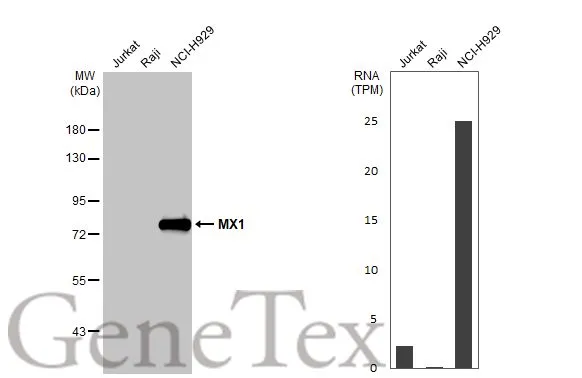 MX1 antibody [GT4812]