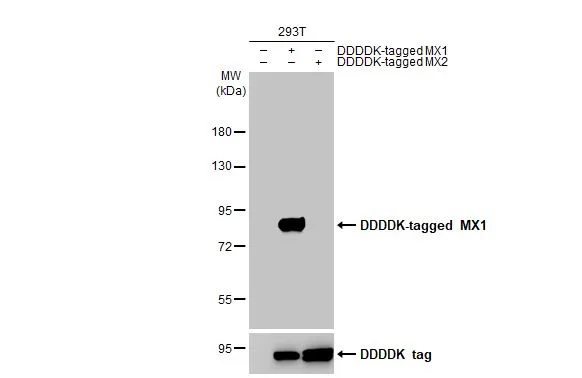 MX1 antibody [GT4812]